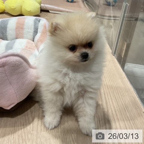 埼玉県のポメラニアン (ペットプラス コクーンシティ店/2025年12月28日生まれ/女の子/クリーム)の子犬の3枚目の画像