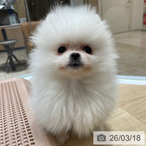 ポメラニアンの写真
