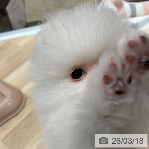 埼玉県のポメラニアン (ペットプラス ららぽーと富士見店/2025年12月28日生まれ/女の子/クリーム)の子犬の4枚目の画像