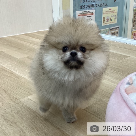 群馬県のポメラニアン (ペットプラス 前橋店/2026年1月4日生まれ/女の子/ウルフセーブル)の子犬の3枚目の画像