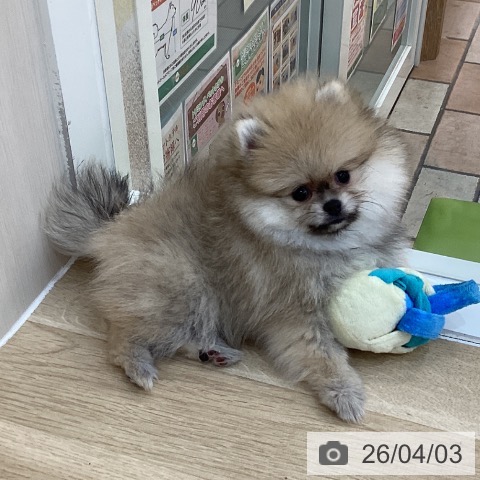 群馬県のポメラニアン (ペットプラス 前橋店/2026年1月4日生まれ/女の子/ウルフセーブル)の子犬の3枚目の画像