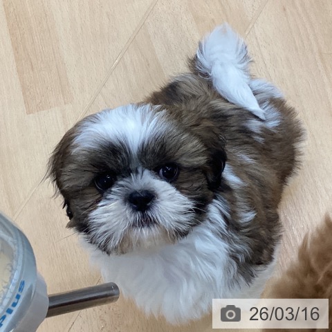 埼玉県のシーズー (ペットプラス 羽生店/2026年1月4日生まれ/男の子/ゴールドホワイト)の子犬の4枚目の画像