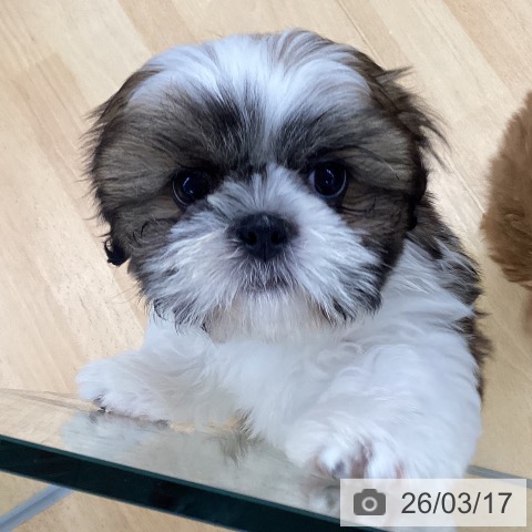 埼玉県のシーズー (ペットプラス 羽生店/2026年1月4日生まれ/男の子/ゴールドホワイト)の子犬の3枚目の画像