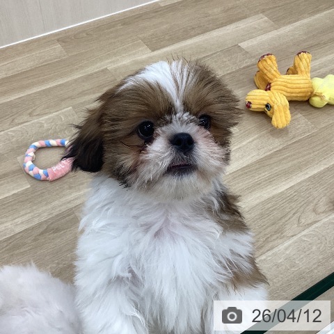 シー・ズーの写真