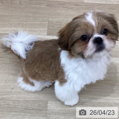 シー・ズーの写真