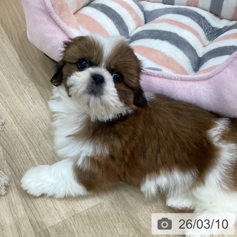 群馬県のシーズー (ペットプラス 前橋店/2026年1月4日生まれ/男の子/ゴールドホワイト)の子犬の4枚目の画像