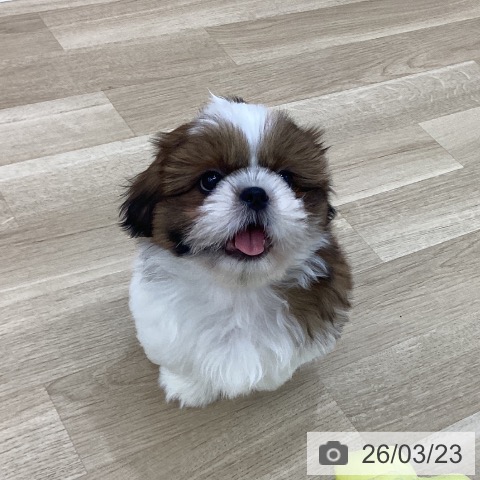 群馬県のシーズー (ペットプラス 前橋店/2026年1月4日生まれ/男の子/ゴールドホワイト)の子犬の3枚目の画像