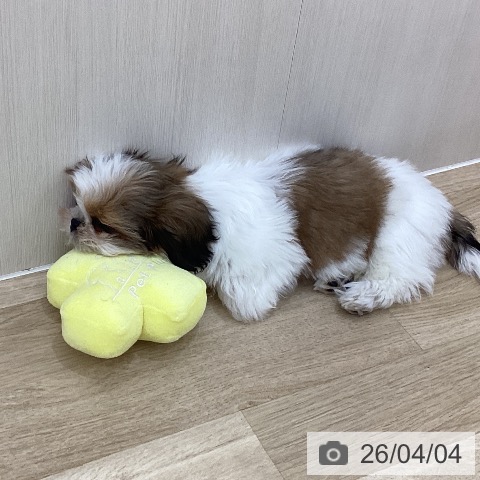 群馬県のシーズー (ペットプラス 前橋店/2026年1月4日生まれ/男の子/ゴールドホワイト)の子犬の3枚目の画像