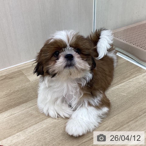 群馬県のシーズー (ペットプラス 前橋店/2026年1月4日生まれ/男の子/ゴールドホワイト)の子犬の4枚目の画像