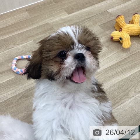 群馬県のシーズー (ペットプラス 前橋店/2026年1月4日生まれ/男の子/ゴールドホワイト)の子犬の3枚目の画像