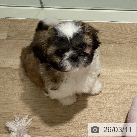 埼玉県のシーズー (ペットプラス イオンモール春日部店/2026年1月4日生まれ/男の子/ゴールドホワイト)の子犬の4枚目の画像