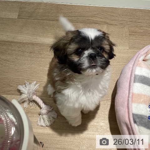 埼玉県のシーズー (ペットプラス イオンモール春日部店/2026年1月4日生まれ/男の子/ゴールドホワイト)の子犬の3枚目の画像