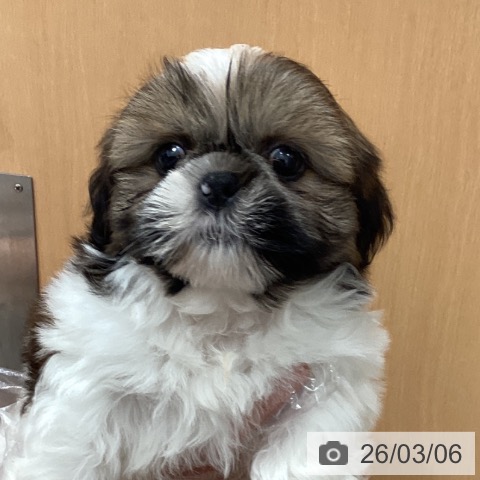 シー・ズーの写真