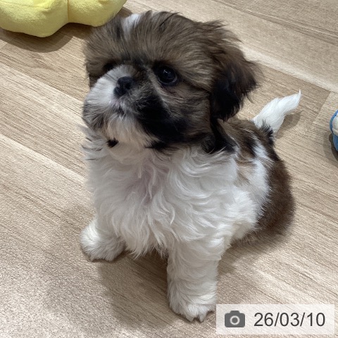 埼玉県のシーズー (ペットプラス ピオニウォーク東松山店/2026年1月4日生まれ/男の子/ゴールドホワイト)の子犬の4枚目の画像