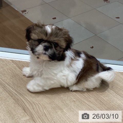 埼玉県のシーズー (ペットプラス ピオニウォーク東松山店/2026年1月4日生まれ/男の子/ゴールドホワイト)の子犬の3枚目の画像