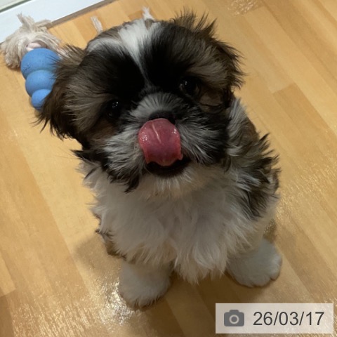 埼玉県のシーズー (ペットプラス 与野店/2026年1月4日生まれ/男の子/ゴールドホワイト)の子犬の4枚目の画像