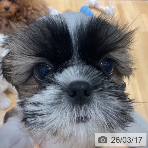 埼玉県のシーズー (ペットプラス 与野店/2026年1月4日生まれ/男の子/ゴールドホワイト)の子犬の3枚目の画像