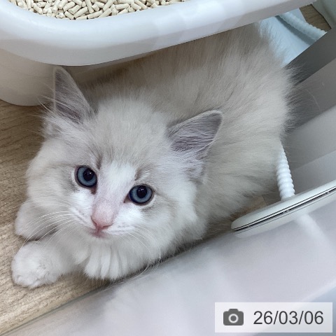 ラグドールの写真