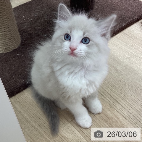 ラグドールの写真