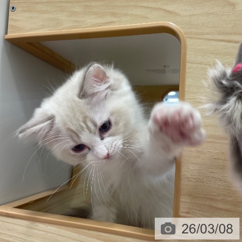 茨城県のラグドール (ペッツワン つくば店/2025年12月14日生まれ/男の子/ブルーリンクスポイントバイカラー)の子猫の4枚目の画像