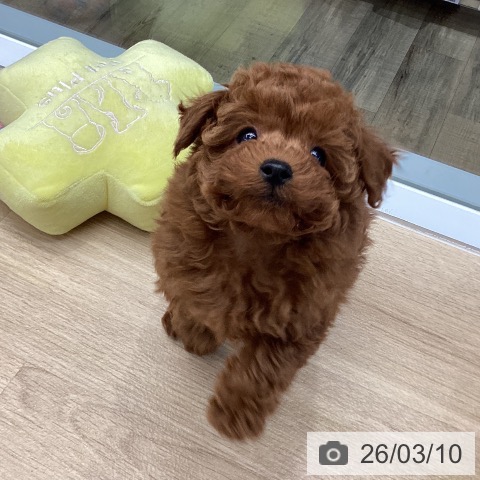 東京都のトイプードル(トイ) (ペットプラス むさし村山店/2026年1月4日生まれ/男の子/レッド)の子犬の4枚目の画像