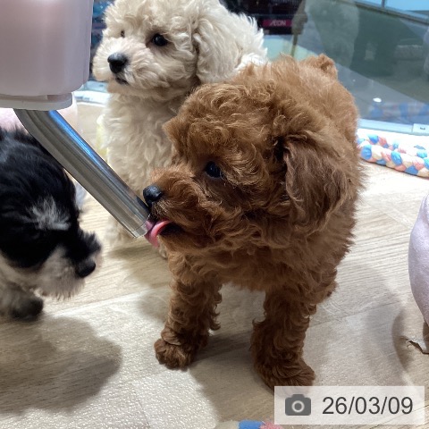 東京都のトイプードル(トイ) (ペットプラス むさし村山店/2026年1月4日生まれ/男の子/レッド)の子犬の3枚目の画像