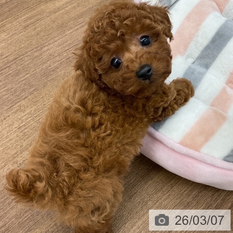 トイ・プードルの写真