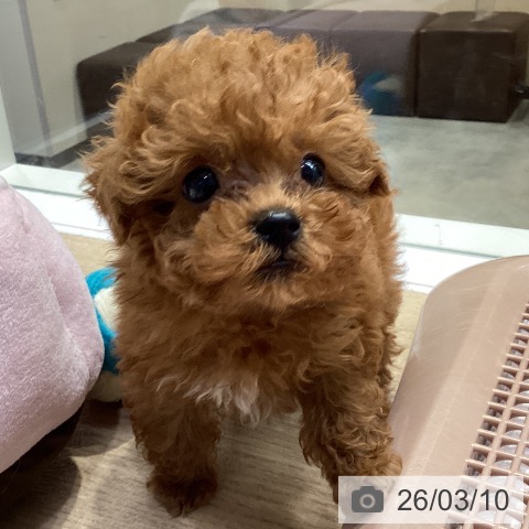 神奈川県のトイプードル(トイ) (ペットプラス 座間店/2026年1月4日生まれ/女の子/レッド)の子犬の4枚目の画像