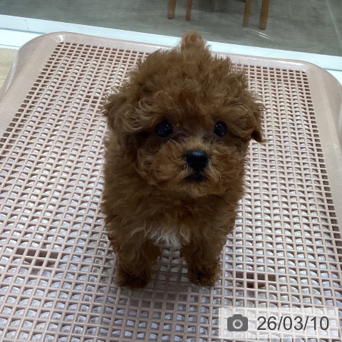 神奈川県のトイプードル(トイ) (ペットプラス 座間店/2026年1月4日生まれ/女の子/レッド)の子犬の3枚目の画像