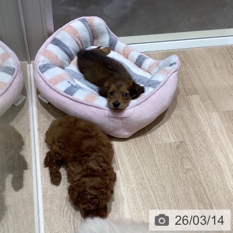 ミニチュア・ダックスフンドの写真