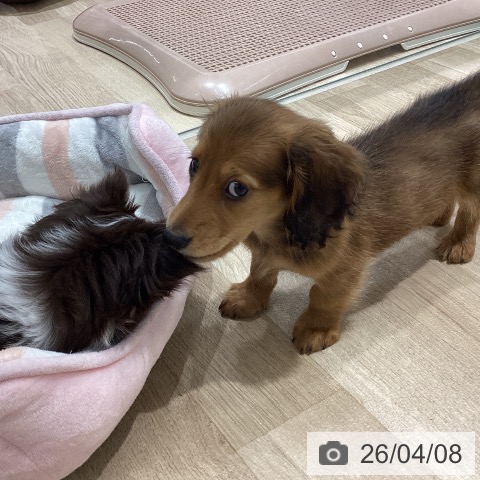 ミニチュア・ダックスフンドの写真