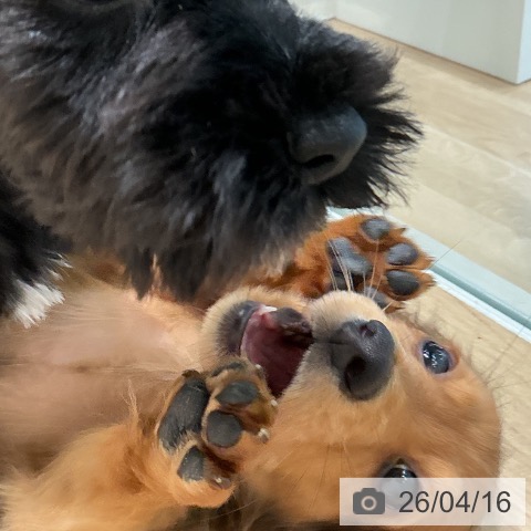 ミニチュア・ダックスフンドの写真