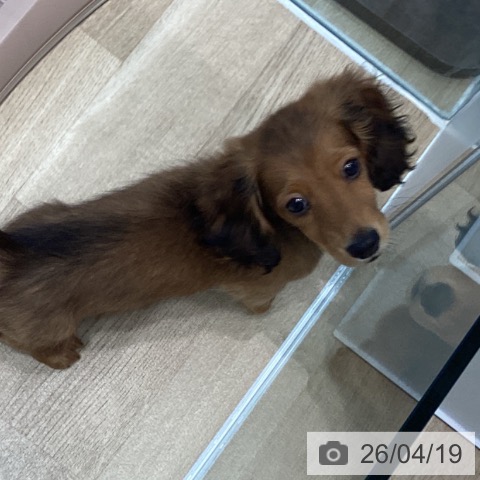 ミニチュア・ダックスフンドの写真