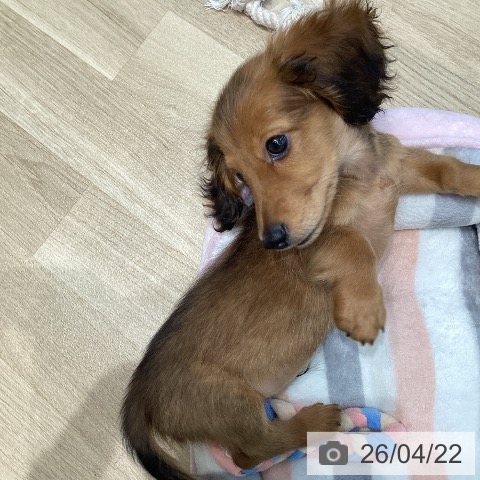 ミニチュア・ダックスフンドの写真