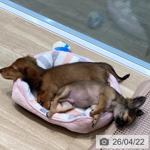 ミニチュア・ダックスフンドの写真