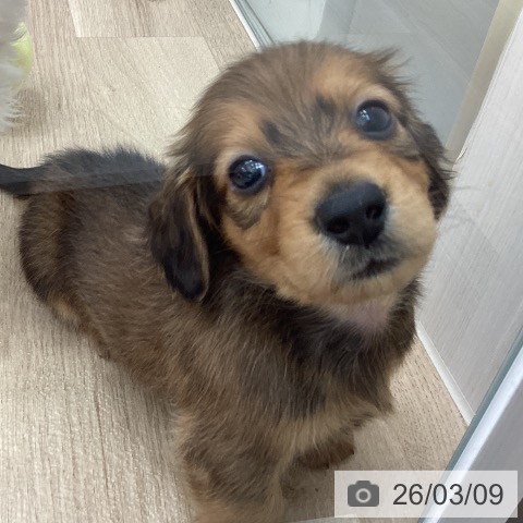 宮城県のミニチュアダックスフンド(ロング) (ペットプラス 仙台上杉店/2026年1月5日生まれ/男の子/シェーデットレッド)の子犬の4枚目の画像