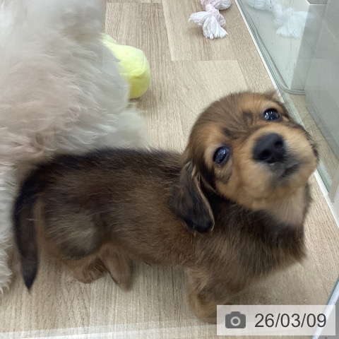 宮城県のミニチュアダックスフンド(ロング) (ペットプラス 仙台上杉店/2026年1月5日生まれ/男の子/シェーデットレッド)の子犬の3枚目の画像