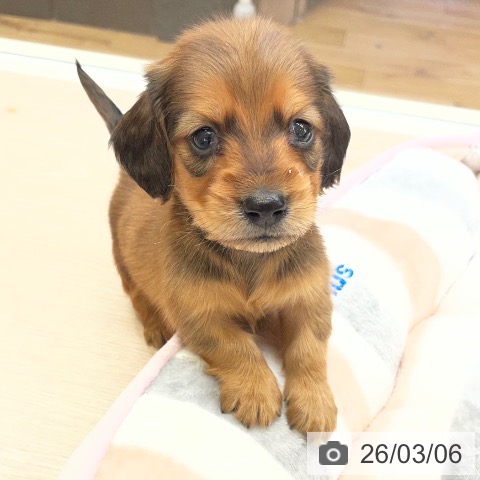 ミニチュア・ダックスフンドの写真