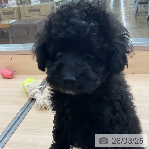 東京都のトイプードル(トイ) (ペッツワン 南砂町SUNAMO店/2026年1月4日生まれ/女の子/ブラック)の子犬の4枚目の画像