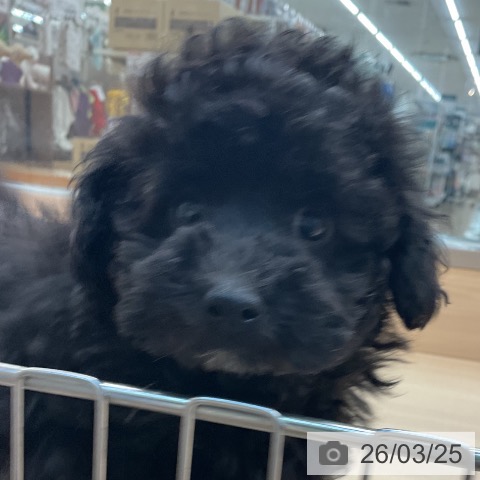 東京都のトイプードル(トイ) (ペッツワン 南砂町SUNAMO店/2026年1月4日生まれ/女の子/ブラック)の子犬の3枚目の画像