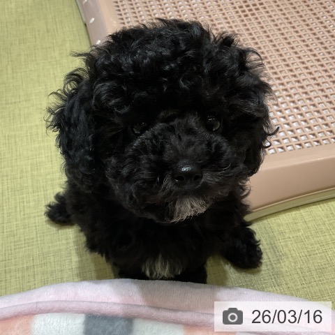 福島県のトイプードル(トイ) (ペットプラス イオンタウン郡山店/2026年1月4日生まれ/女の子/ブラック)の子犬の3枚目の画像