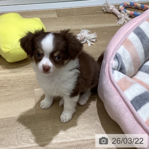 東京都のチワワ(ロング) (ペットプラス MARK IS 葛飾かなまち店/2026年1月5日生まれ/男の子/チョコレートタンホワイト)の子犬の3枚目の画像