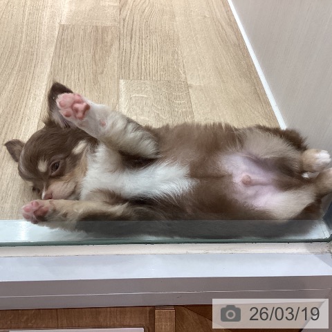 埼玉県のチワワ(ロング) (ペットプラス ピオニウォーク東松山店/2026年1月5日生まれ/男の子/チョコレートタンホワイト)の子犬の4枚目の画像