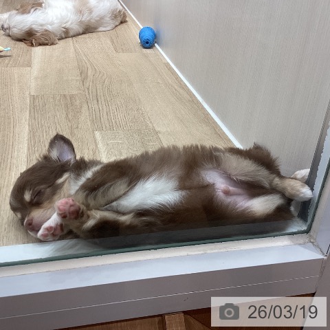 埼玉県のチワワ(ロング) (ペットプラス ピオニウォーク東松山店/2026年1月5日生まれ/男の子/チョコレートタンホワイト)の子犬の3枚目の画像