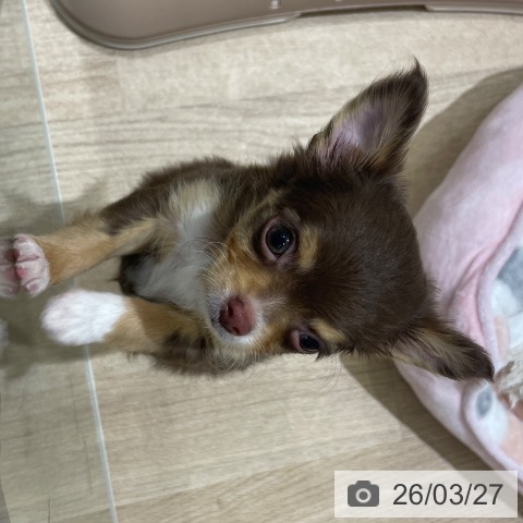 長野県のチワワ(ロング) (ペットプラス 須坂店/2026年1月5日生まれ/男の子/チョコレートタンホワイト)の子犬の3枚目の画像