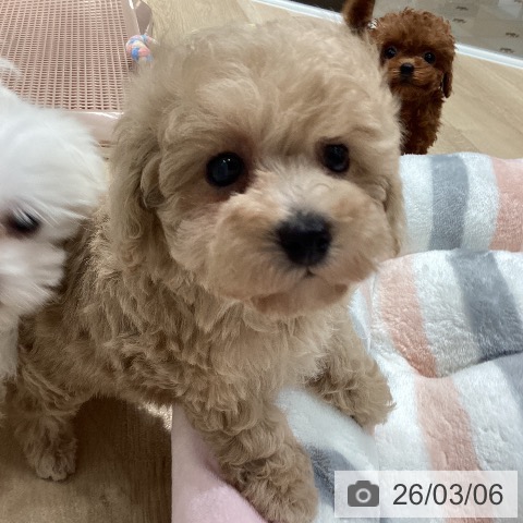 トイ・プードルの写真