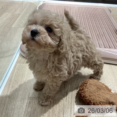 トイ・プードルの写真