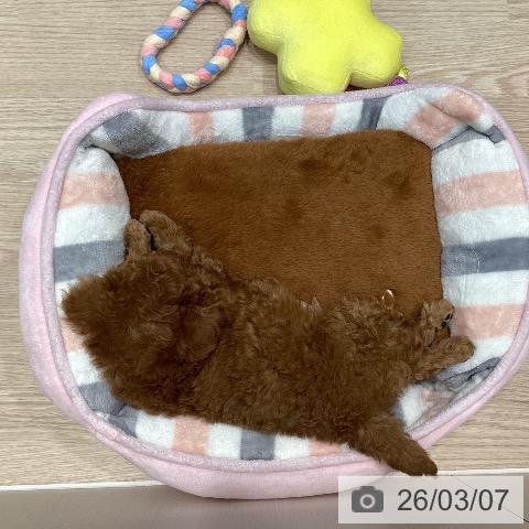 トイ・プードルの写真