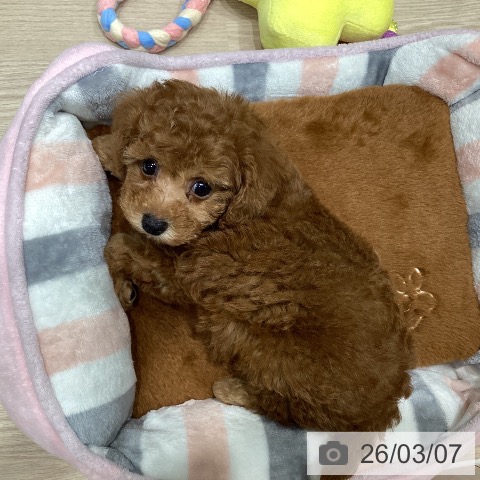 トイ・プードルの写真