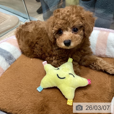 トイ・プードルの写真